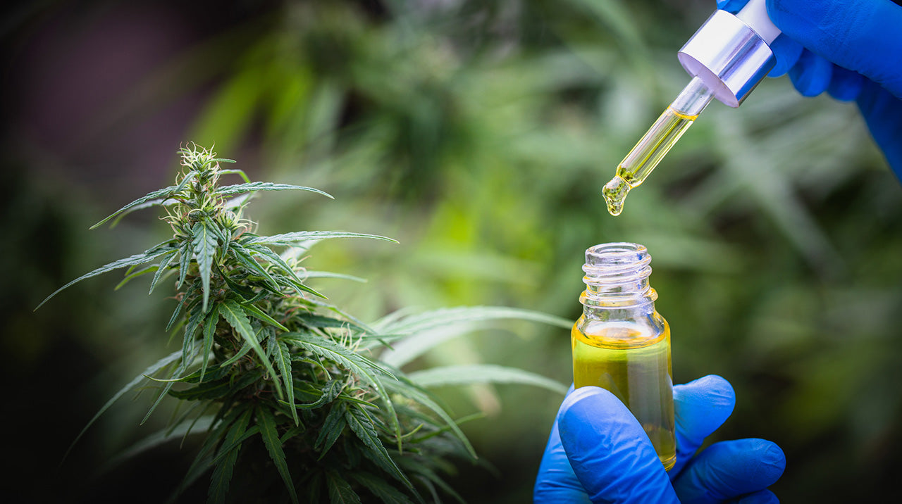 O óleo de CBD
