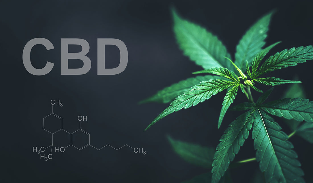 O que é o CBD?