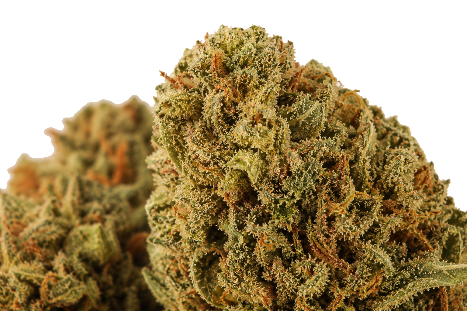Amnesia Haze CBD