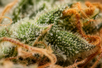 Amnesia Haze CBD