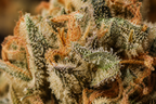 Caramello CBD