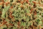 Banana Cream CBD