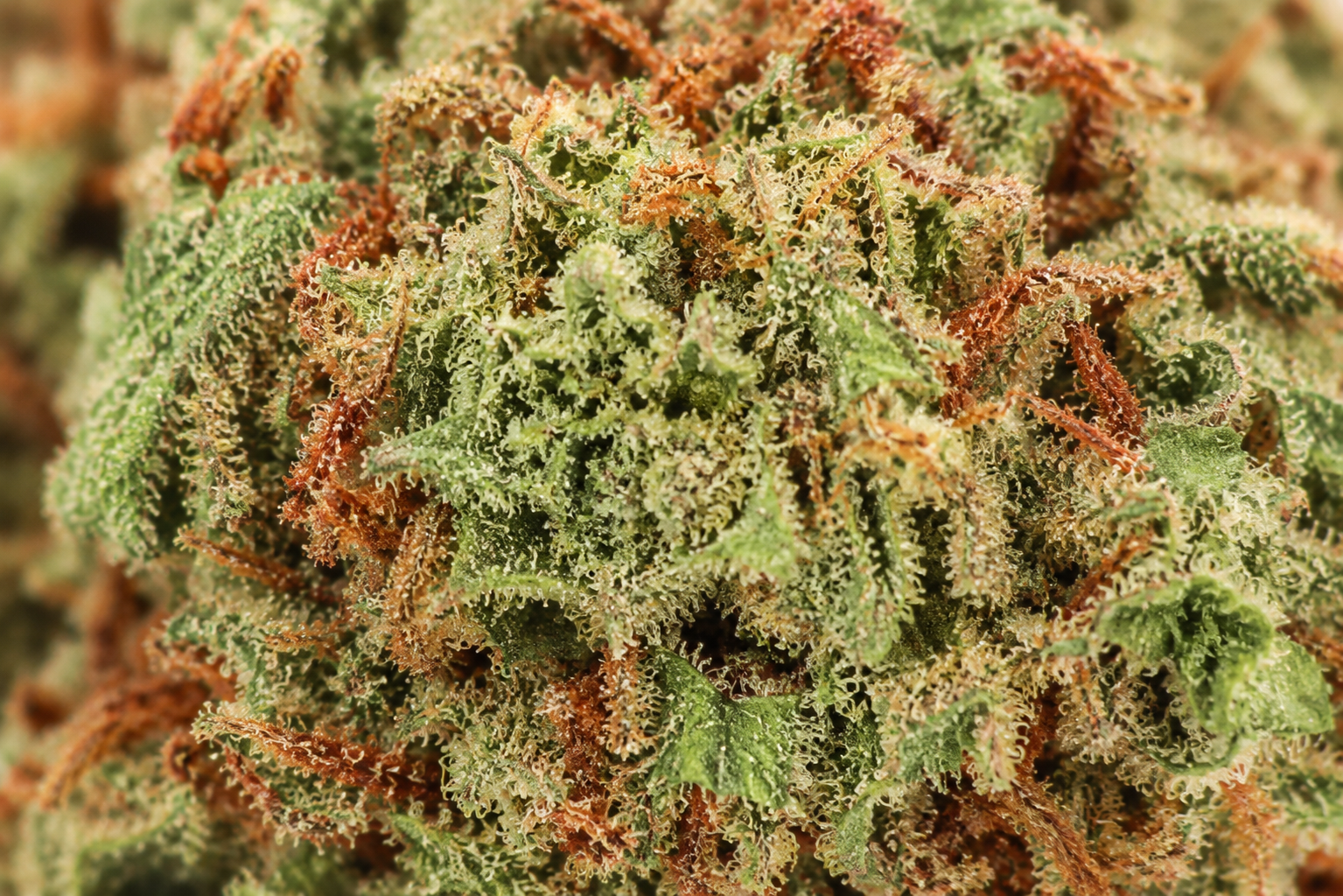 Banana Cream CBD