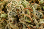 White Berry CBD
