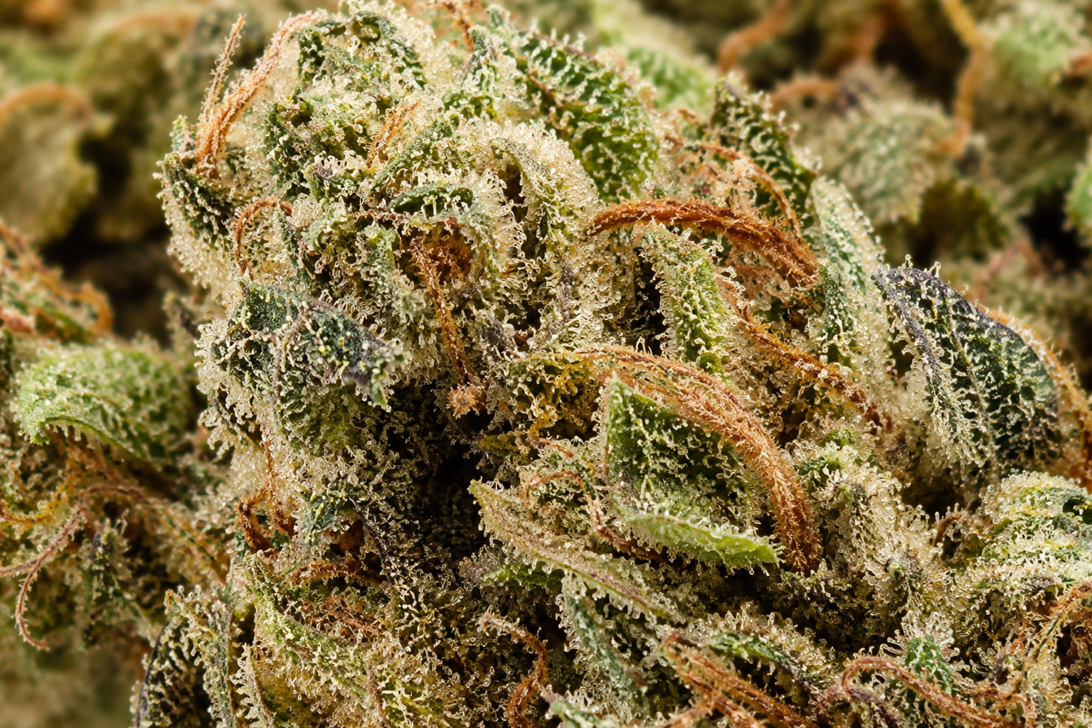White Berry CBD