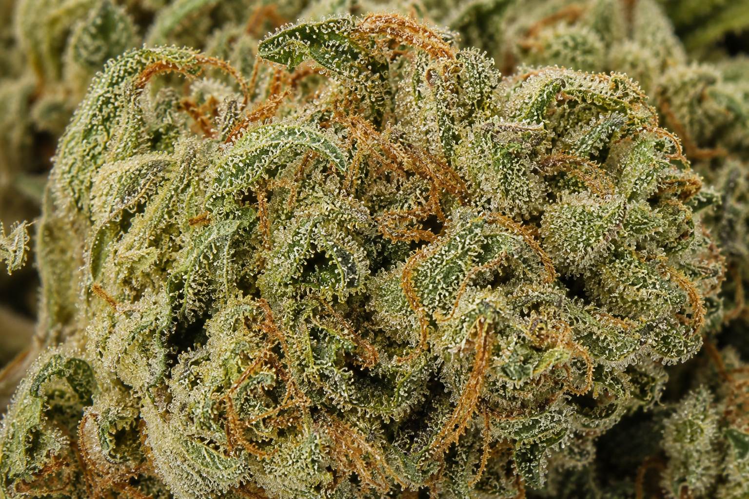 L.A Amnésia CBD
