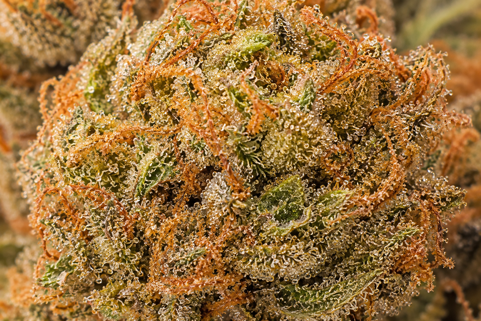 Tangie CBD