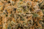 MAC CBD