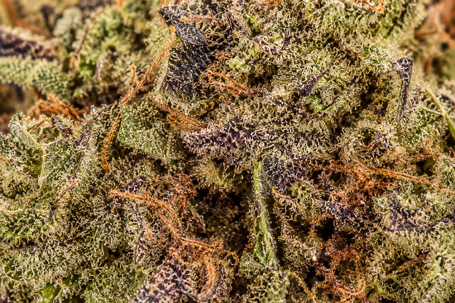 Blue Mandarine CBD